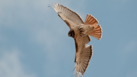 Red-tailed Hawk in flight over Alberta