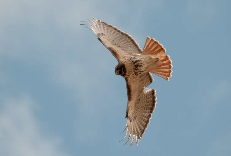 Red-tailed Hawk in flight over Alberta
