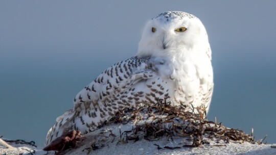 Snowy Owl in New York