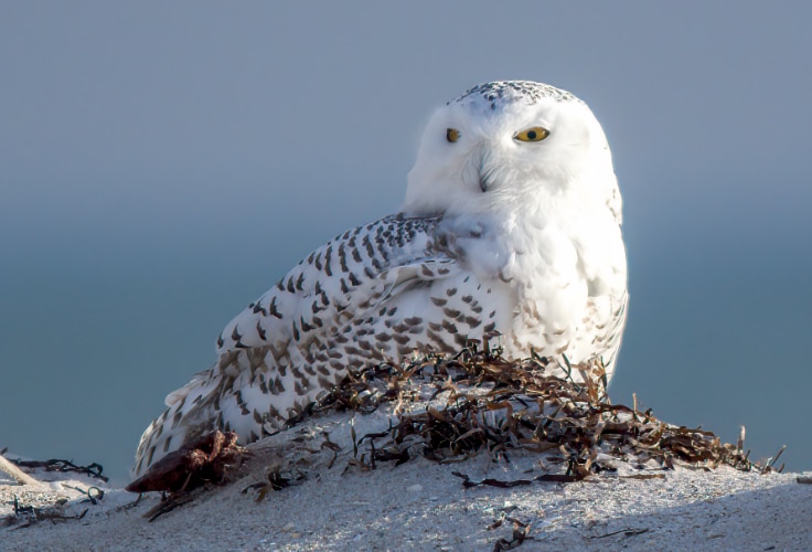 11 Owls in New York: Identification and Seasonal Occurrence
