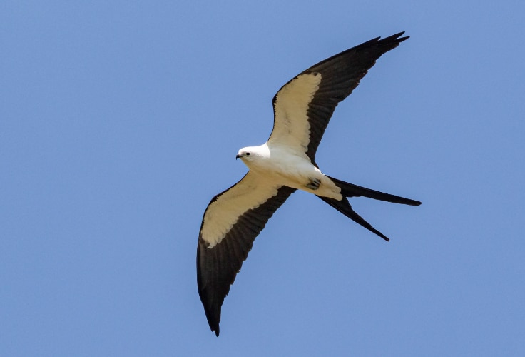 Swallow-tailed Kite in flight