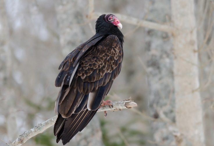 Turkey Vulture (Cathartes aura)