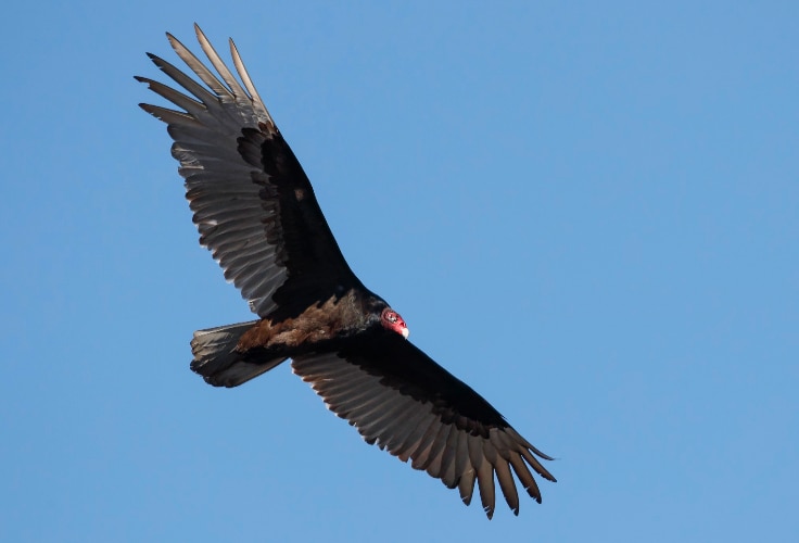 Turkey Vulture in flight