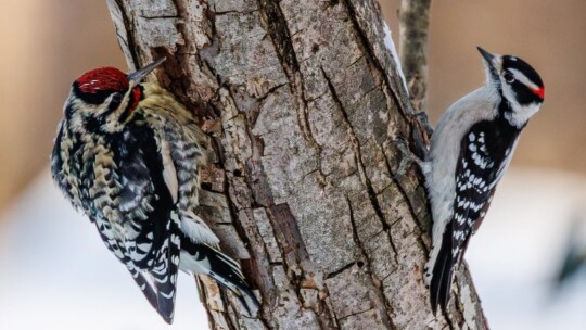 Male Yellow-Bellied Sapsucker and Downy Woodpecker