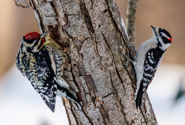 7 Woodpeckers in Illinois: Identification and Seasonal Guide