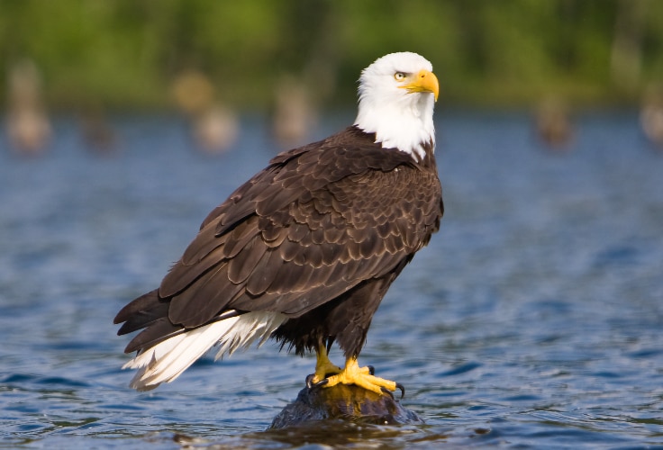 Adult Bald Eagle