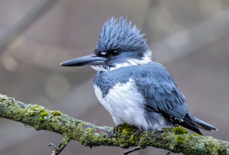 Belted Kingfisher (Megaceryle alcyon)