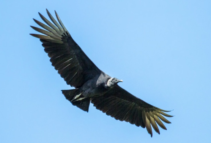 Black Vulture in flight