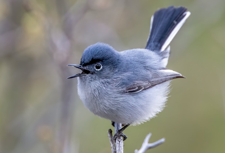Blue-gray Gnatcatcher (Polioptila caerulea)