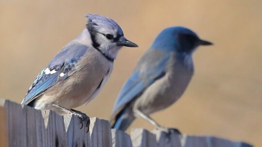 Blue Jay and Woodhouse's Scrub-Jay