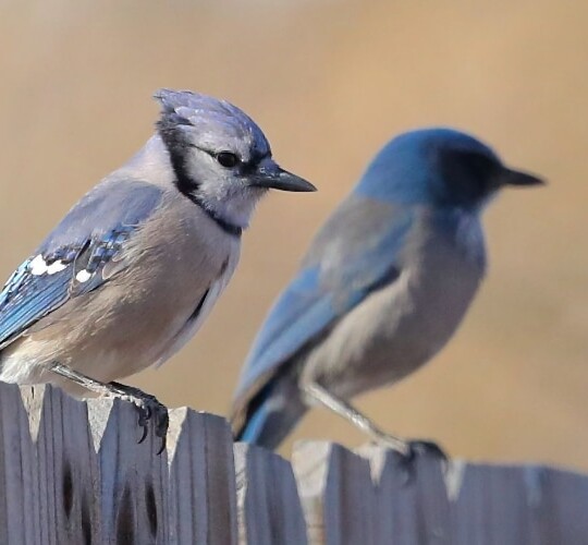 Blue Jay and Woodhouse's Scrub-Jay