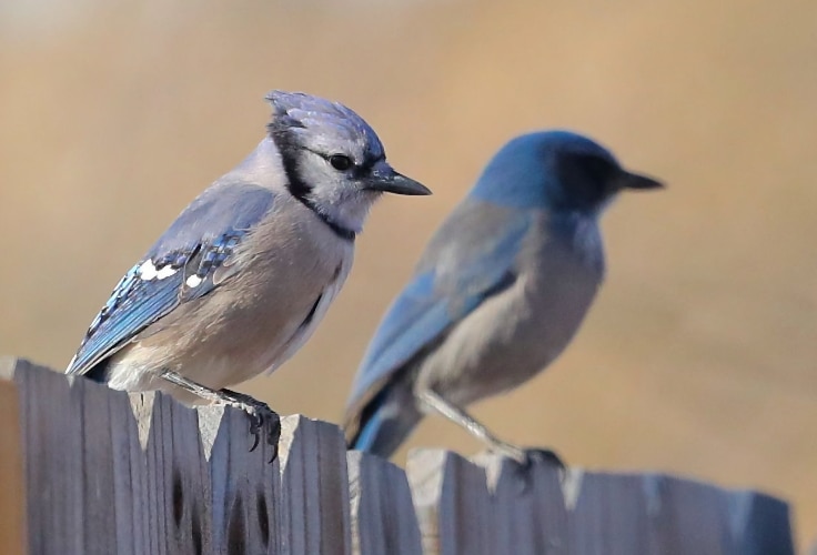 20 Types of Blue Birds You Can See in North America