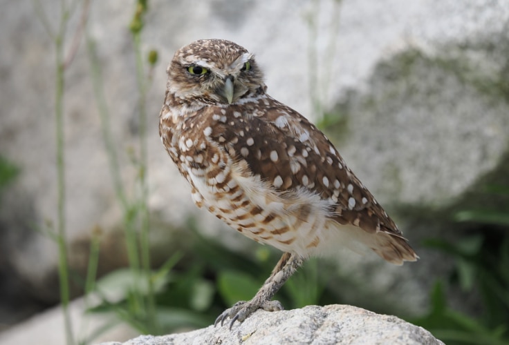 Burrowing Owl in Nova Scotia