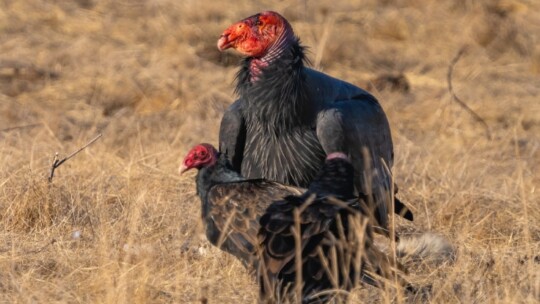 California Condor and Turkey Vulture