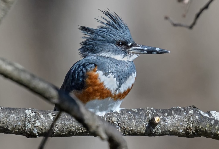 Female Belted Kingfisher