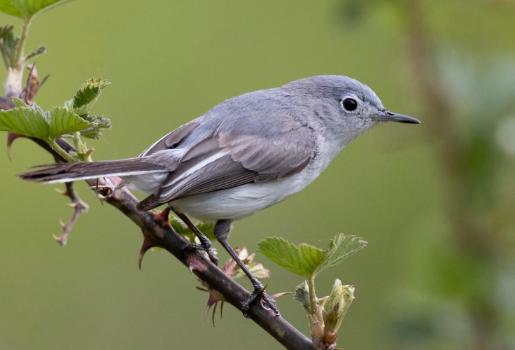 Female Blue-gray Gnatcatcher