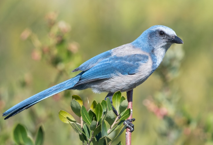 Florida Scrub-Jay (Aphelocoma coerulescens)