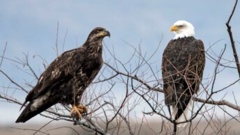 Immature and adult Bald Eagles