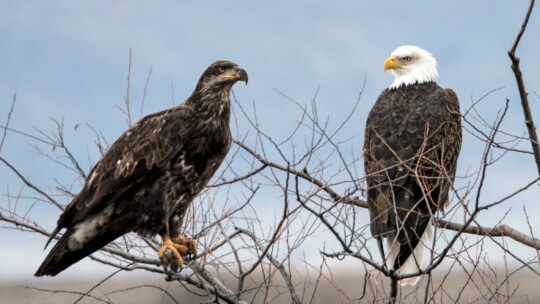 Immature and adult Bald Eagles