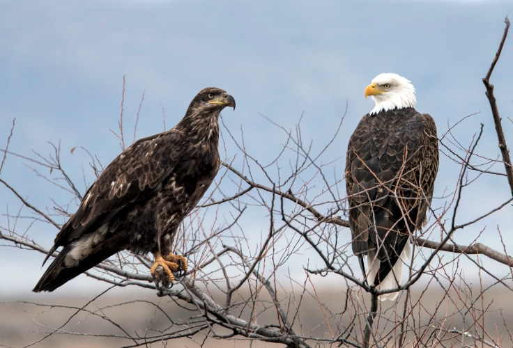 Eagles in Washington: Identification, Seasonality, and Key Locations