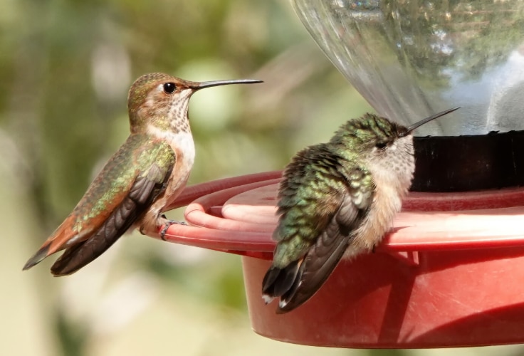 Immature Rufous and Calliope Hummingbirds