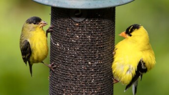 Lesser Goldfinch and American Goldfinch