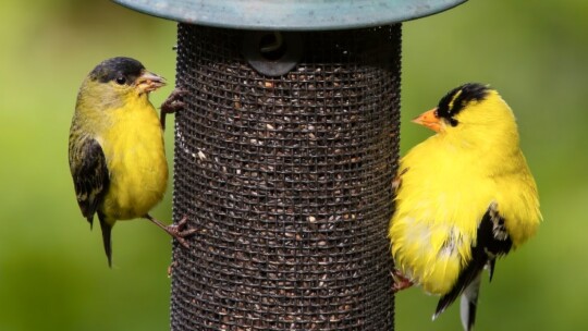 Lesser Goldfinch and American Goldfinch