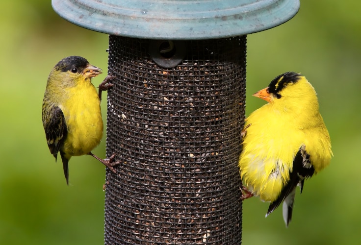 13 Yellow Birds in California (with Pictures for Easy ID)