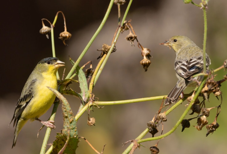 Lesser Goldfinch pair (green-backed)