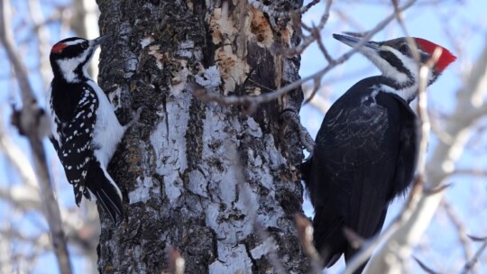 Male Hairy and female Pileated Woodpeckers