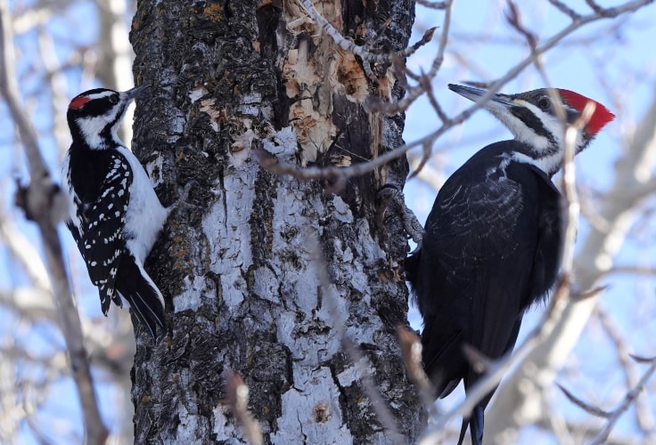 9 Woodpeckers in New Hampshire: ID and Seasonal Guide
