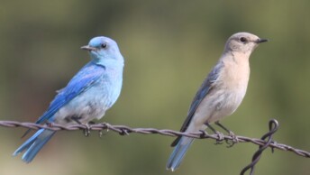 Mountain Bluebird pair