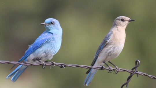 Mountain Bluebird pair