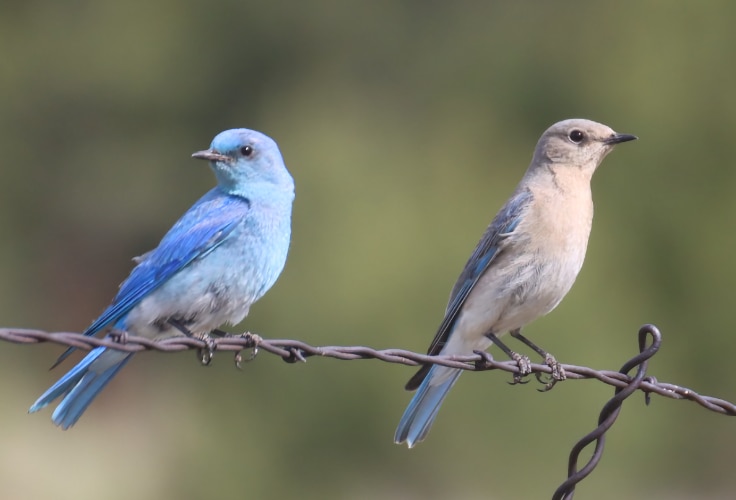 Mountain Bluebird pair