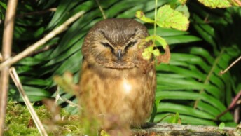 Northern Saw-whet Owl (Haida Gwaii form)