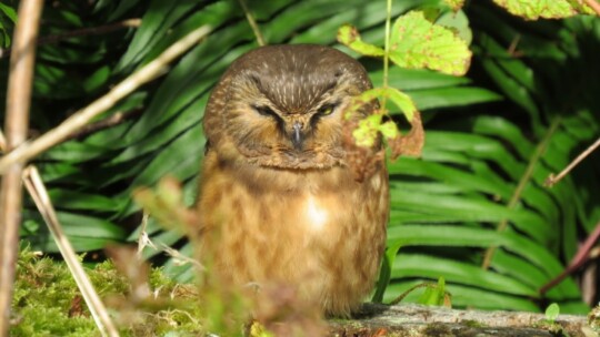 Northern Saw-whet Owl (Haida Gwaii form)