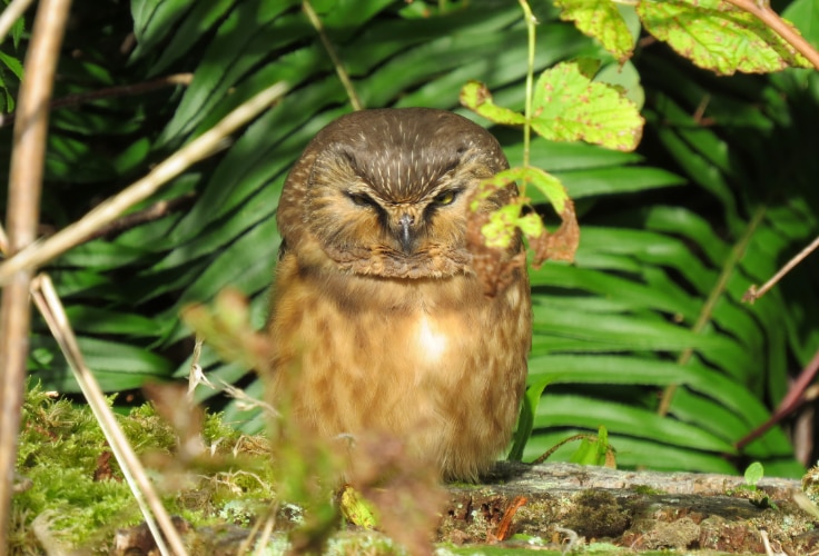 Northern Saw-whet Owl (Haida Gwaii form)