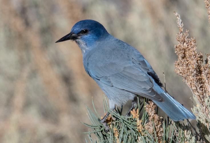 Pinyon Jay (Gymnorhinus cyanocephalus)