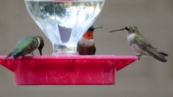 Ruby-throated and Black-chinned Hummingbirds