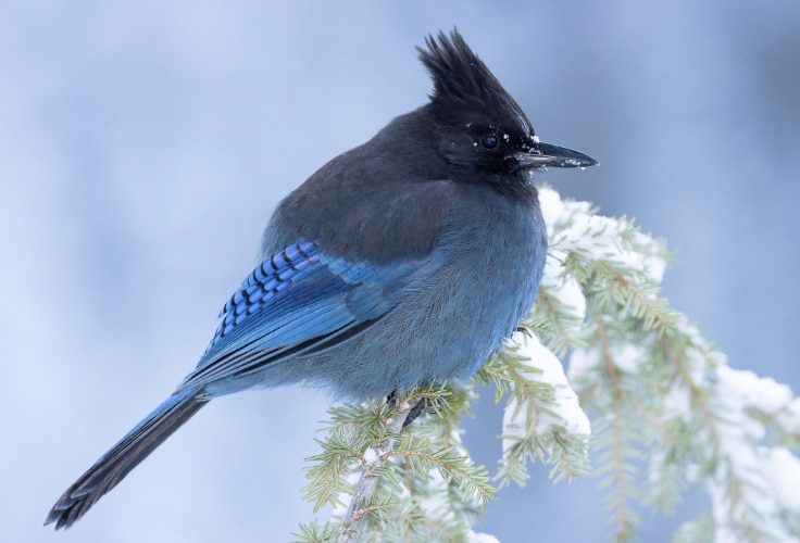 Steller's Jay (Coastal)