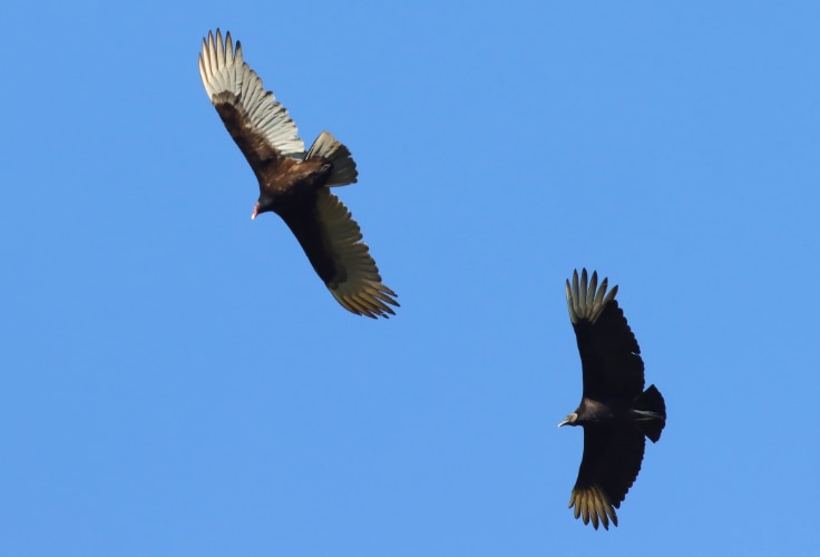Turkey Vulture and Black Vulture in flight