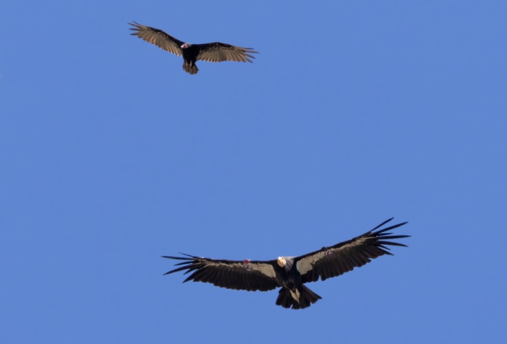 Turkey Vulture and California Condor in flight