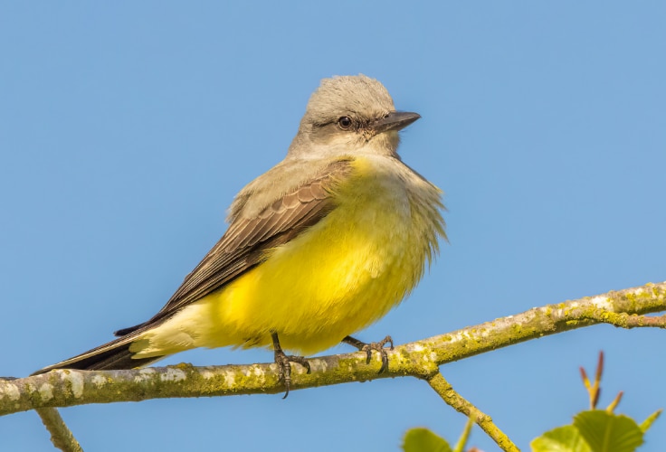 Western Kingbird (Tyrannus verticalis)