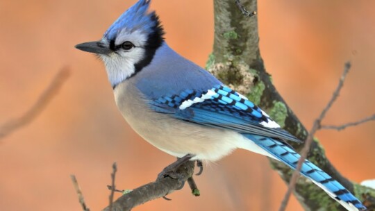 Adult Blue Jay