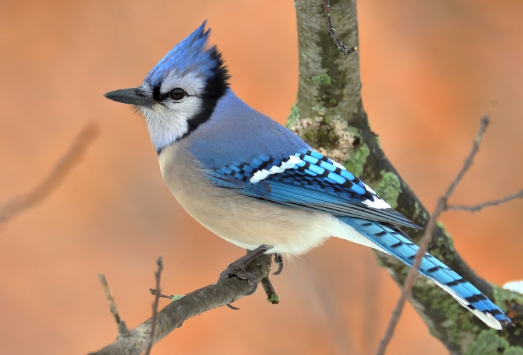 Adult Blue Jay