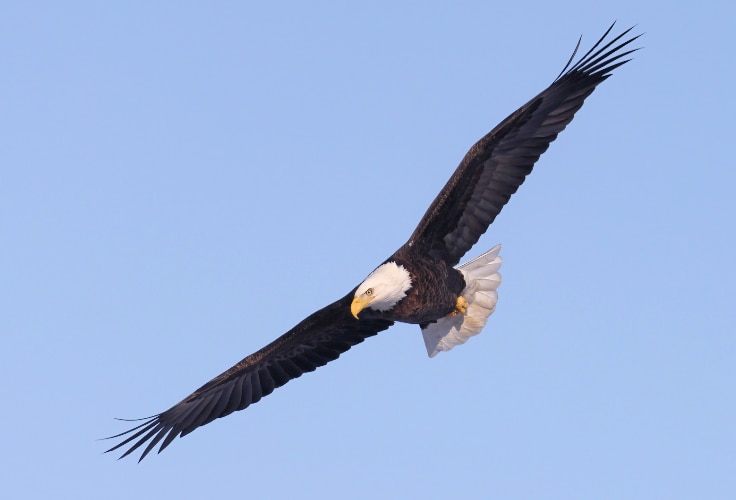Bald Eagle in flight with wings held flat