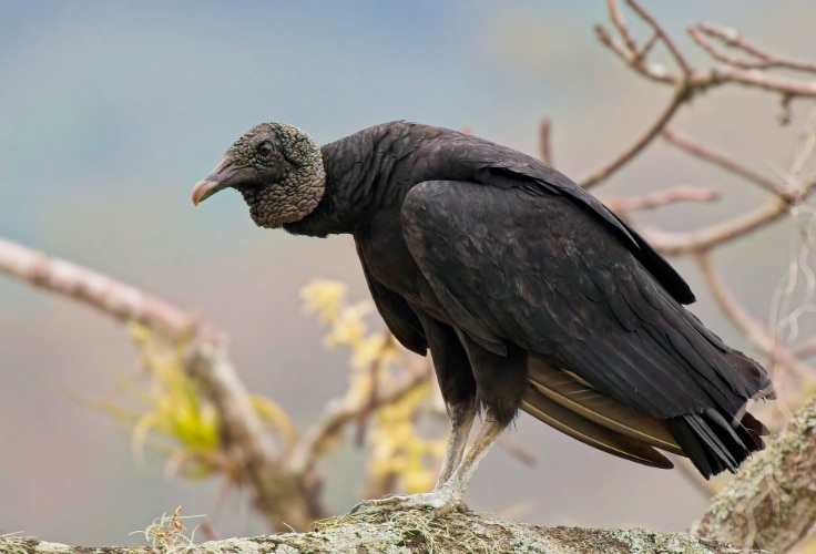 Black Vulture (Coragyps atratus)