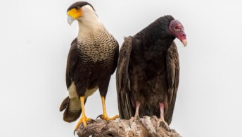 Crested Caracara and Turkey Vulture