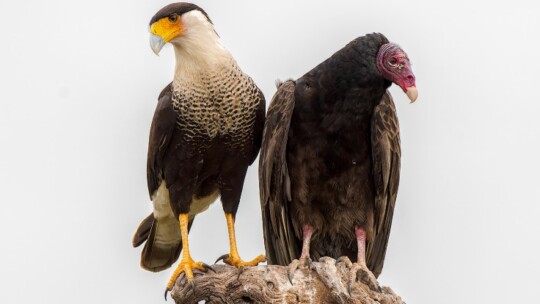 Crested Caracara and Turkey Vulture