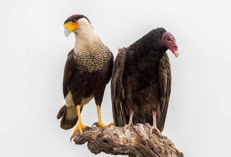 15 Birds of Prey in Texas You’re Most Likely to See